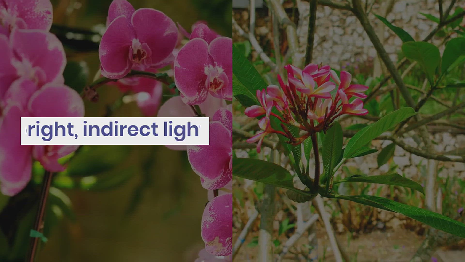 'Video thumbnail for How to Grow Moth Orchid in the House'