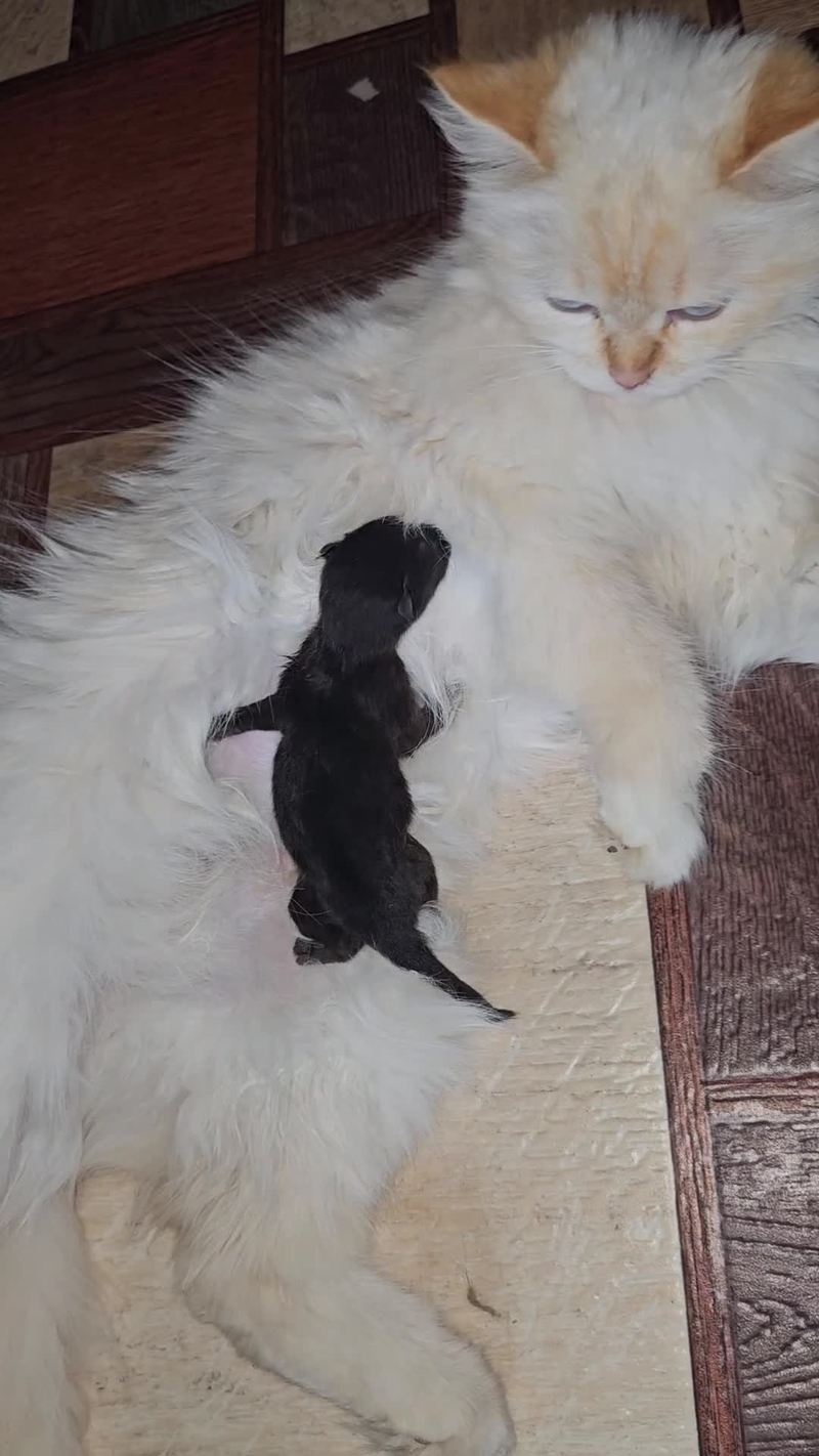 Video thumbnail for Gentle Mother Cats Comfort Their Sleepy Kittens