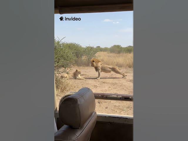 Video thumbnail for lion love impress  #junglelife #animals #foryou #wildlife #wildanimals #lion