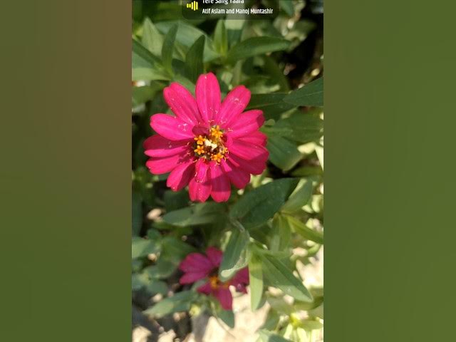 Video thumbnail for 🌄 My Life, My Nature – Peace in Every Breath 🍃