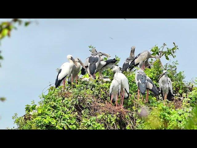 Video thumbnail for Area lake for crane birds made nest alot here Hours #100029