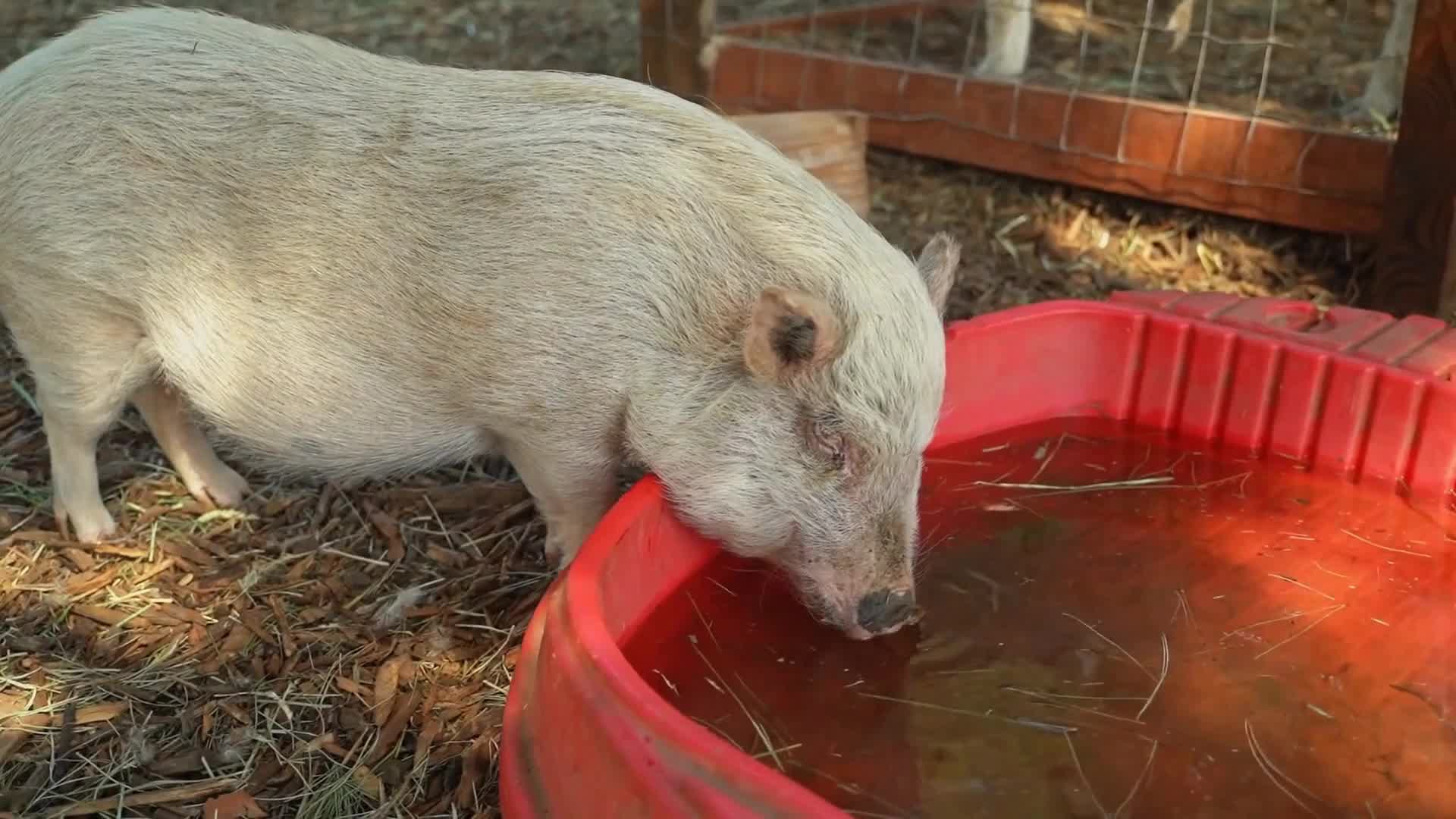 Video thumbnail for Do_pigs_get_stressed_in_hot_weather