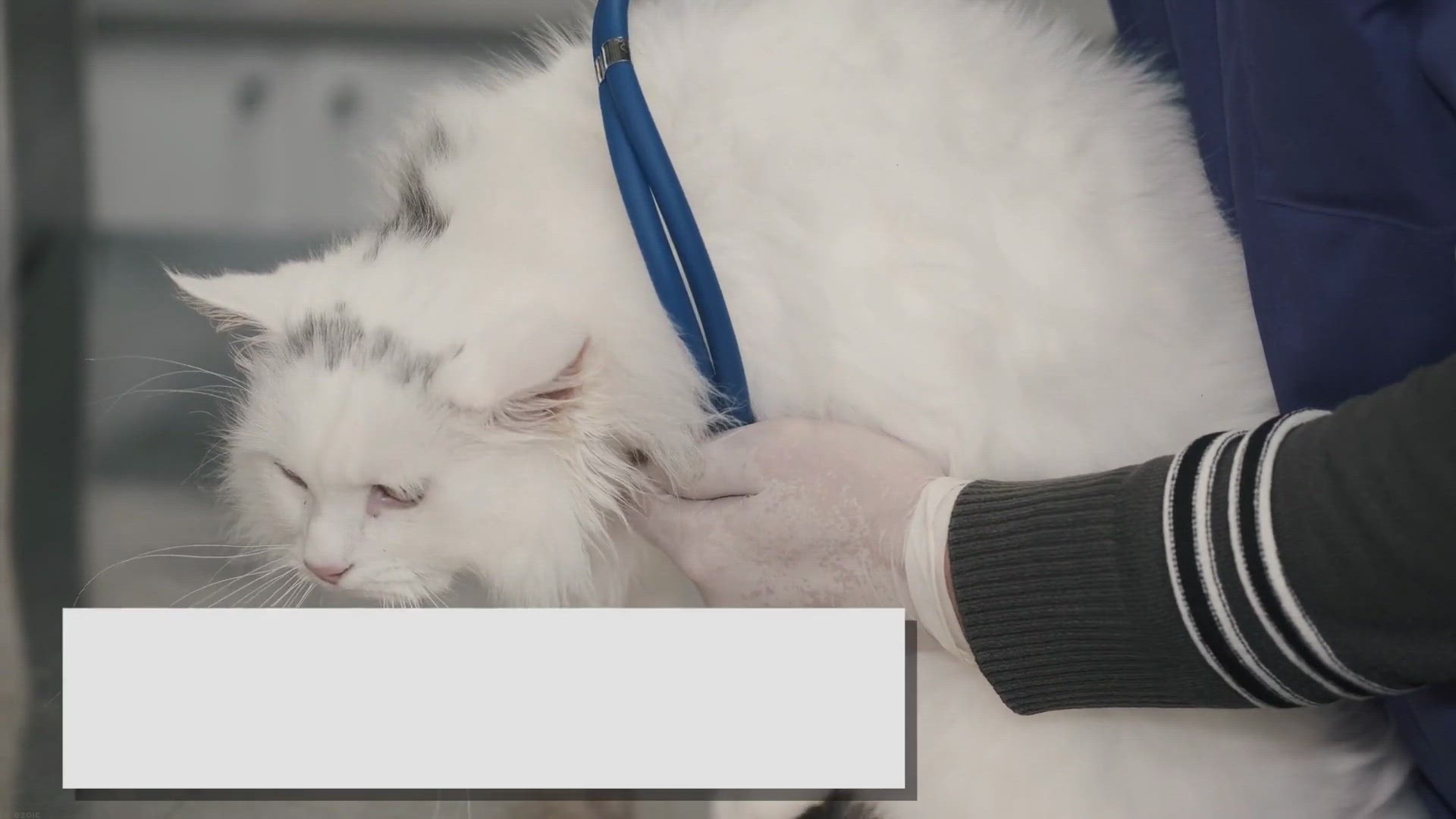 'Video thumbnail for Typical Ragdoll Cat Weight: Maintaining A Healthy Range'