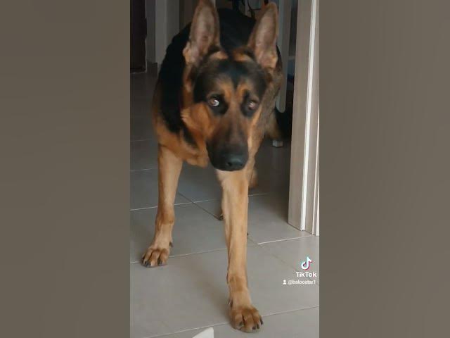 Video thumbnail for Gsd 101 2023 10 24 094209335