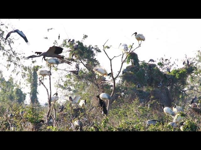 Video thumbnail for WOW IN LAKE SOIL LAND FOR BIRDS LIVE HERE ALOT Hours #100024