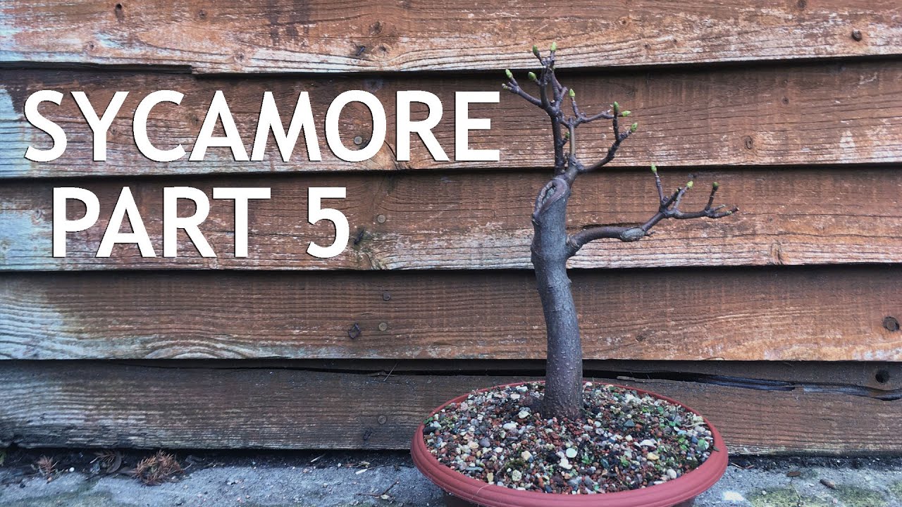 Video thumbnail for Sycamore Bonsai, collected from a garden. 5