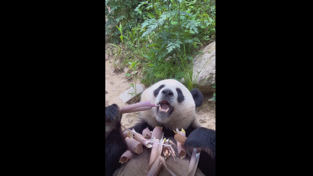 Video thumbnail for Panda Finds a Surprisingly Creative Way to Enjoy Its Bamboo