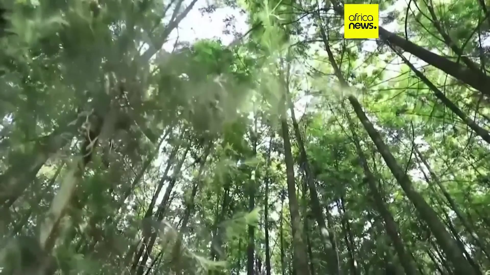 'Video thumbnail for Ethiopians plant 700 million tree seedlings in a day in reforestation campaign'
