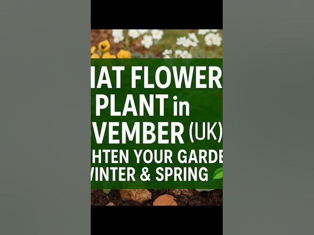 Video thumbnail for 🎥 ✅ What Flowers to Plant in November (UK) 🌸 | Brighten Your Garden for Winter & Spring 🌿✨
