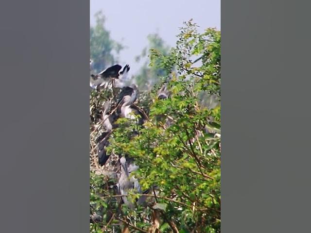 Video thumbnail for Wild bird & Nest a lot birs EP 19 #birds #nestbird #birdalot #birdfeed #birdeat