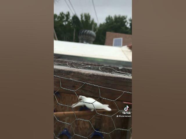 Video thumbnail for Crossing her to a B League 60 footer just to see what will happen