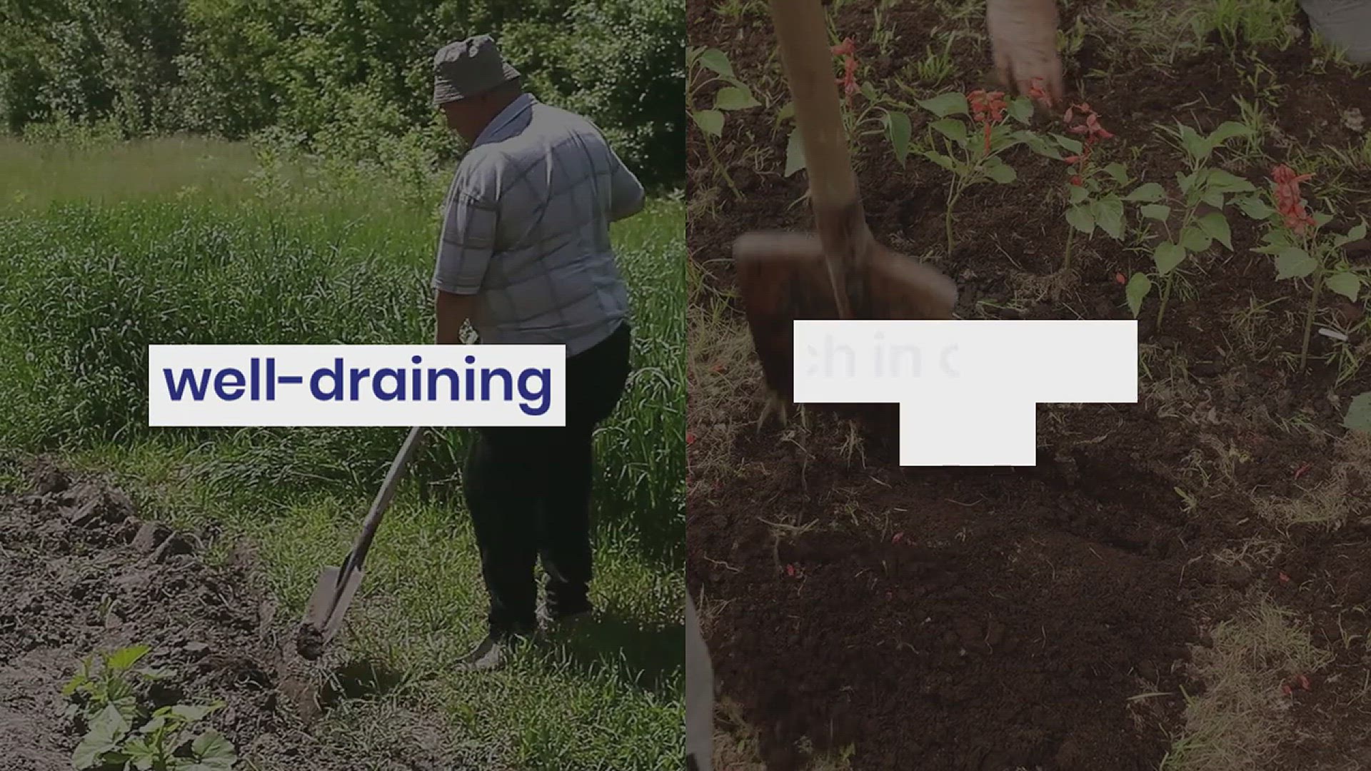 'Video thumbnail for How to Grow Peonies in Your Garden'