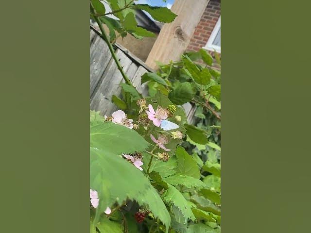 Video thumbnail for Light blue butterfly on a flower