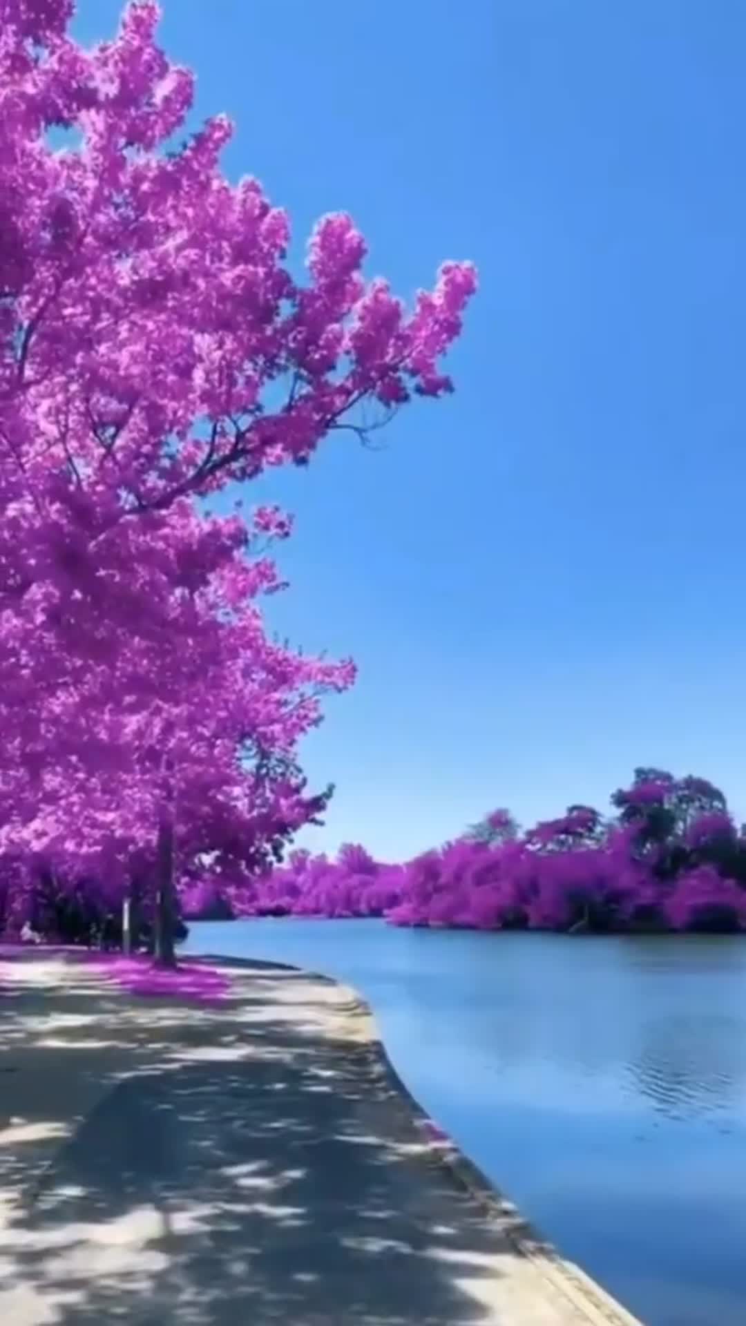 'Video thumbnail for Natureza'