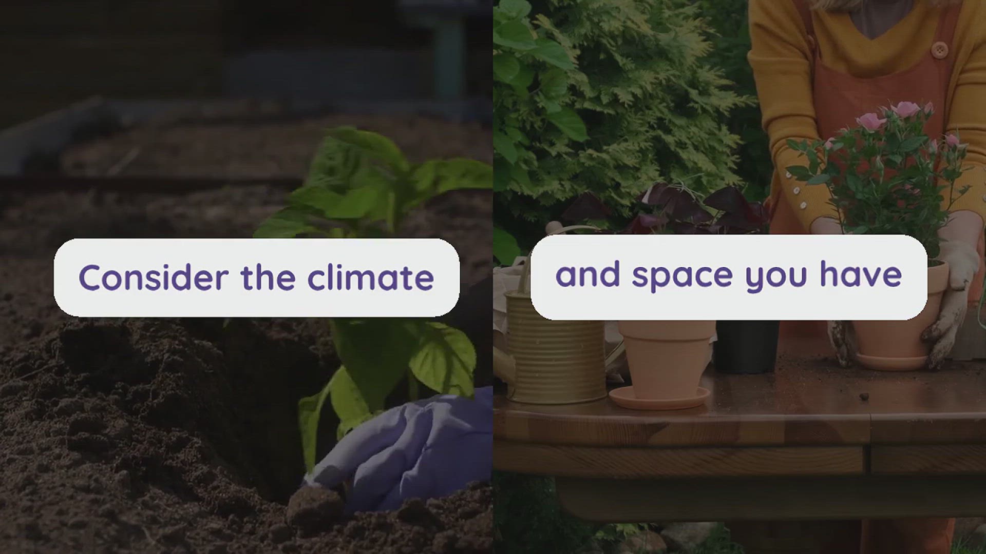 'Video thumbnail for Tips for Growing Limes in the Backyard'