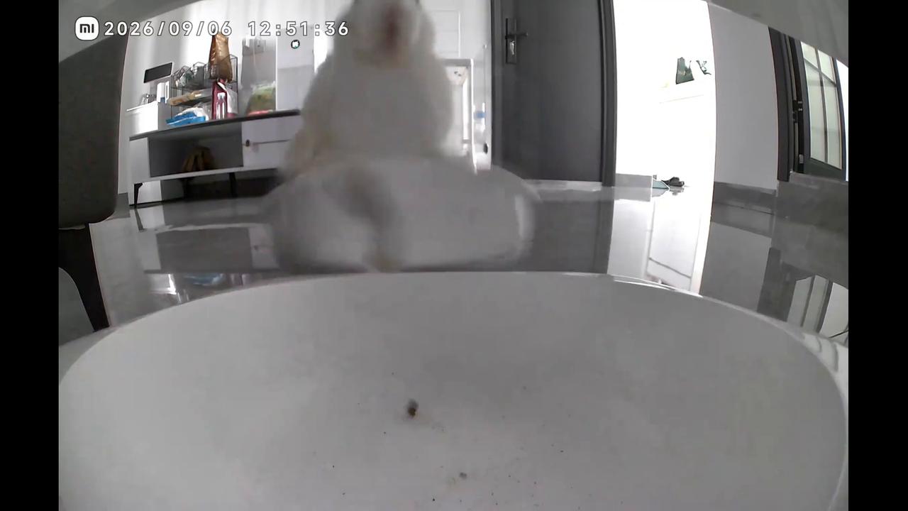 Video thumbnail for China: Chinese rabbit angrily smashes bowl after small meal.
