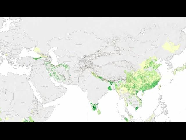 Video thumbnail for Global Tea Cultivation