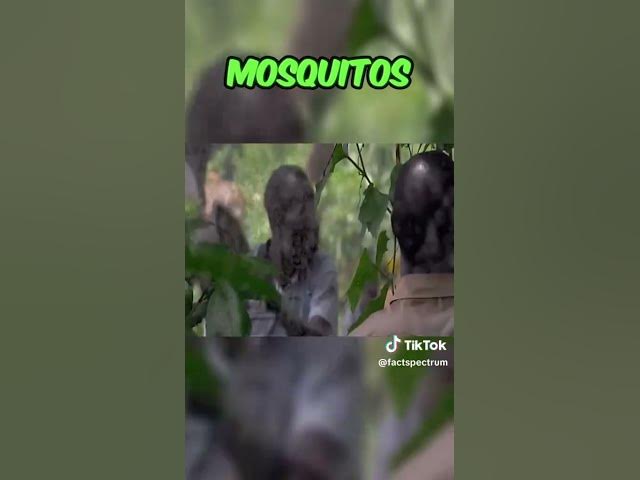 Video thumbnail for La comida MAs desagrable : la hamburgersa de mosquitos #cartoon #frankieruiz #nostalgia