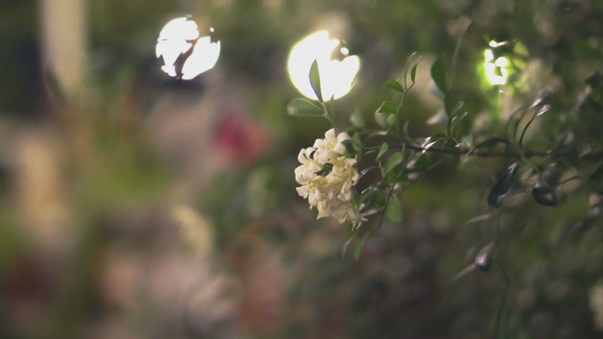 'Video thumbnail for How to Grow Jasmine Plant Indoors'