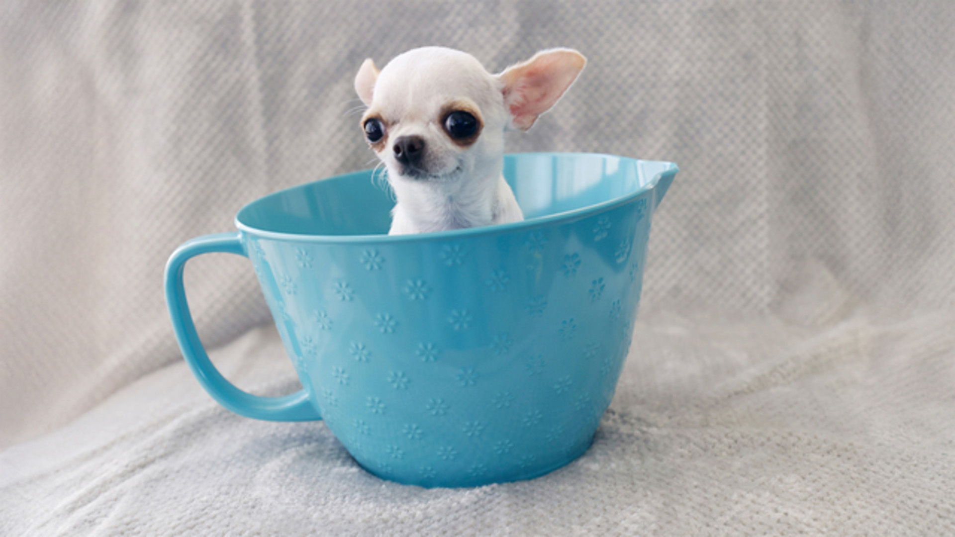 'Video thumbnail for Meet Pearl, the world's smallest dog'