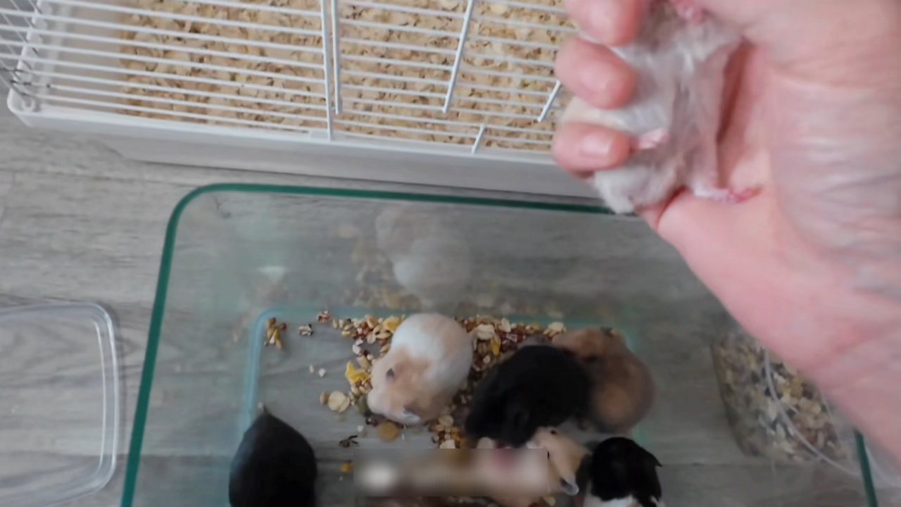 Video thumbnail for Hamster Loses Grip While Climbing Cage Door in Henan