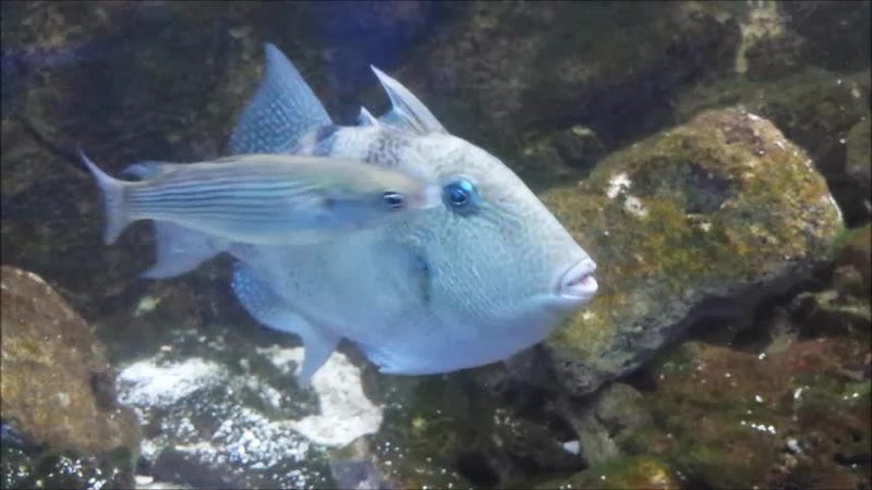 Video thumbnail for Aquarium Fish Performing a Perfect Underwater Loop