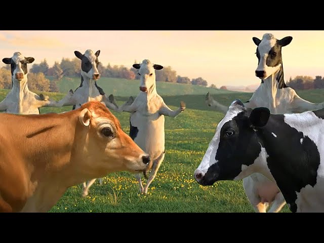 Video thumbnail for "100% Hilarious Mind-Blowing Cow Dance Moves – LOL Guaranteed! 🐮🤣" Funny Cow Dance !