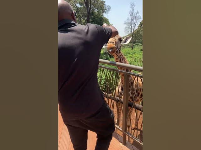 Video thumbnail for Giraffe Center