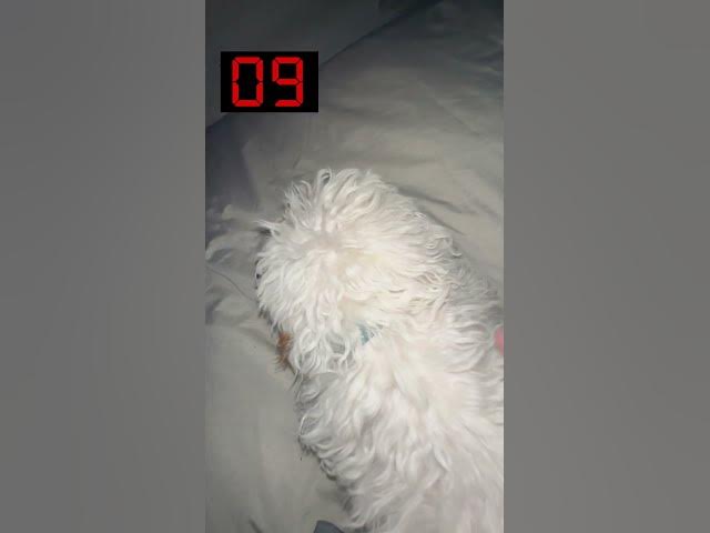 Video thumbnail for Day 2 #shorts