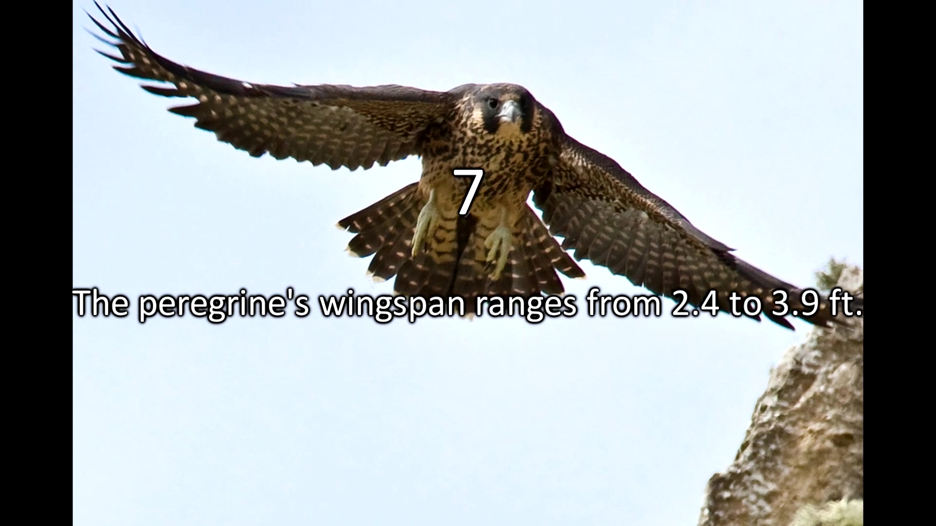 Video thumbnail for 8 Facts About Peregrine Falcons