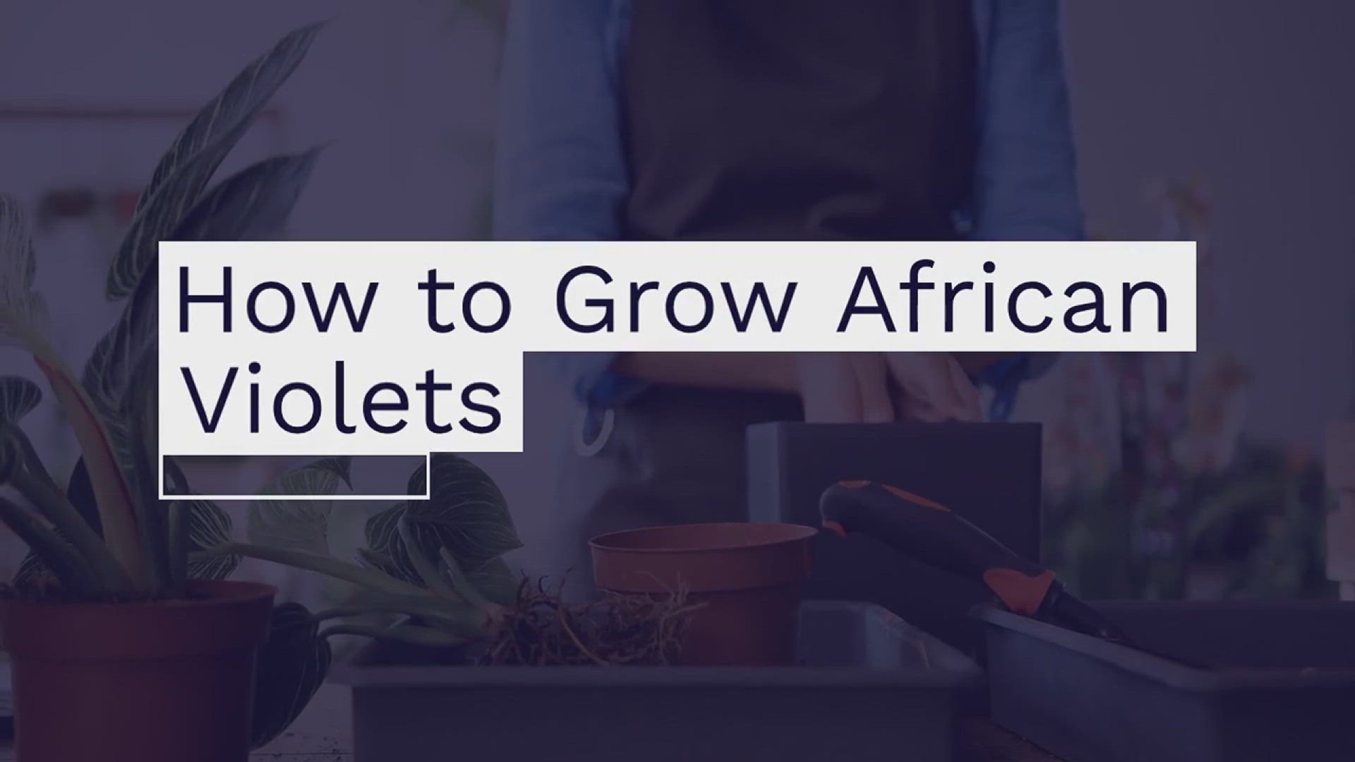 'Video thumbnail for How to Grow African Violets in the House'