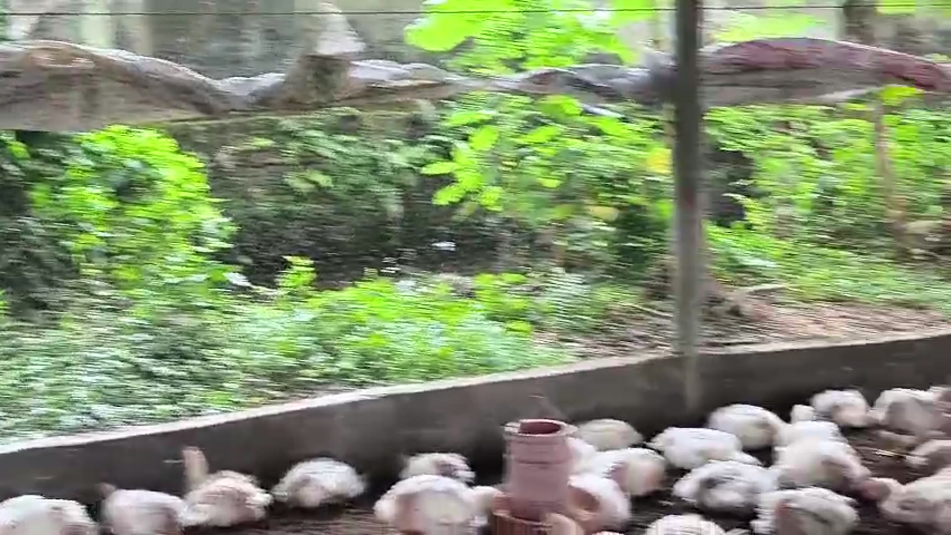 Video thumbnail for FCR Dg Feed