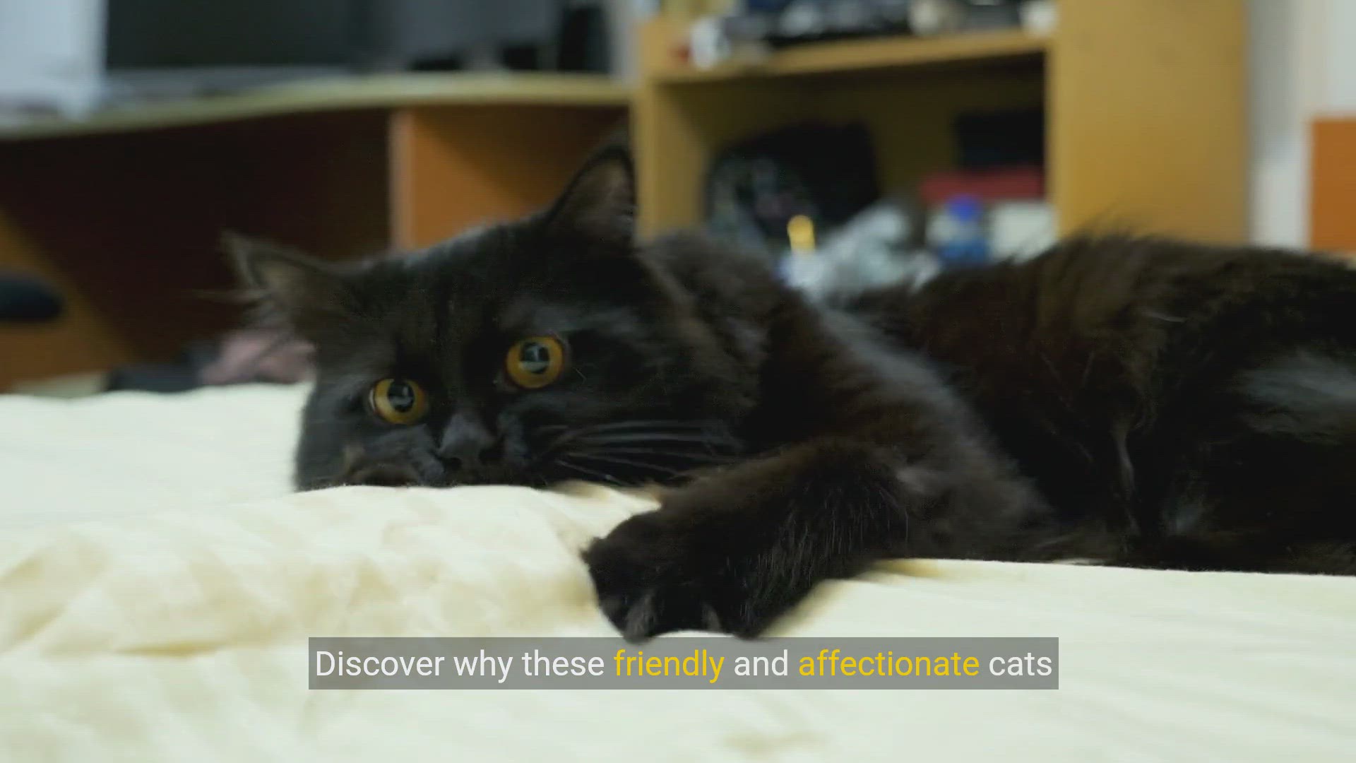 Video thumbnail for Why Maine Coon Cats Are the Perfect Family Pets