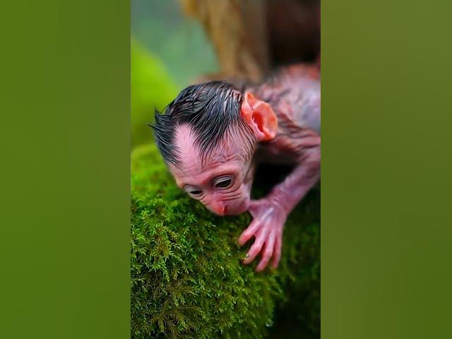 Video thumbnail for #wildliferescue #naturedocumentary #monkeybirth #animaldrama #survivalstory 2