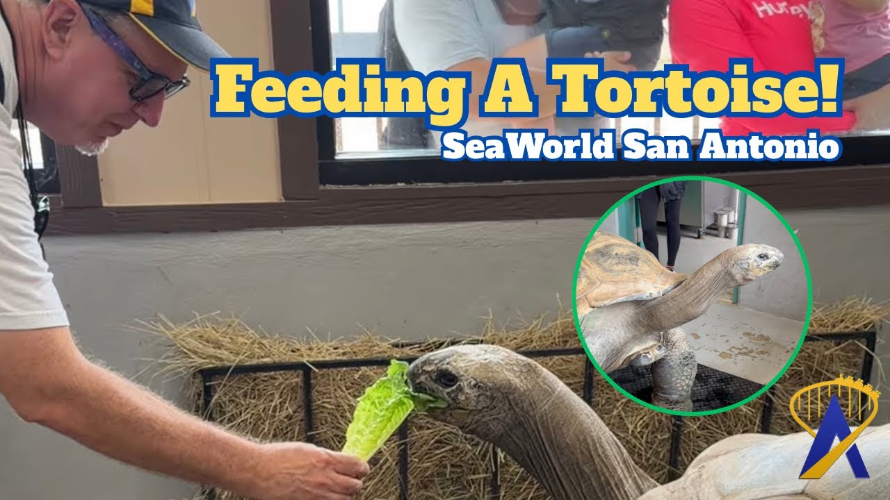 Video thumbnail for Feeding a giant tortoise at SeaWorld San Antonio