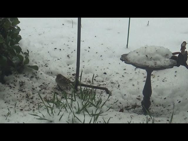 Video thumbnail for Birds Enjoy Feeders on Snowy Day
