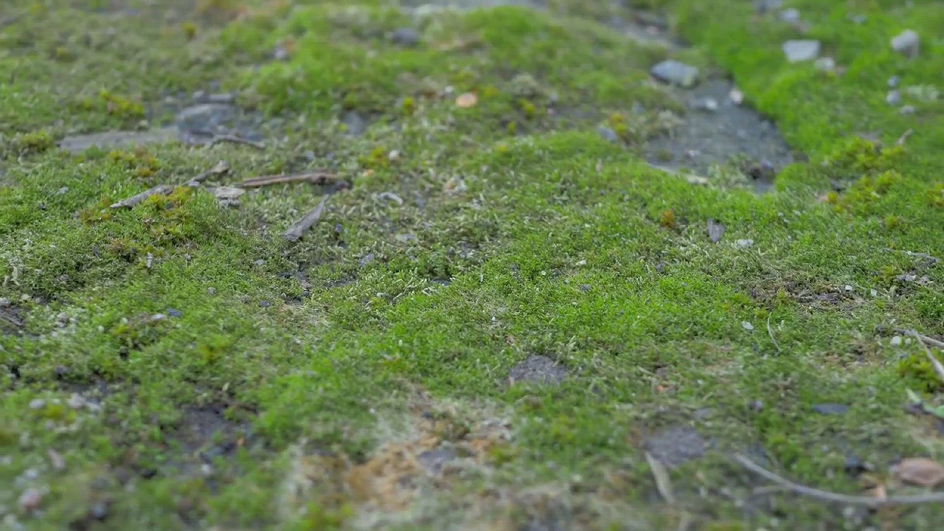 'Video thumbnail for Moss Gardening Ideas'