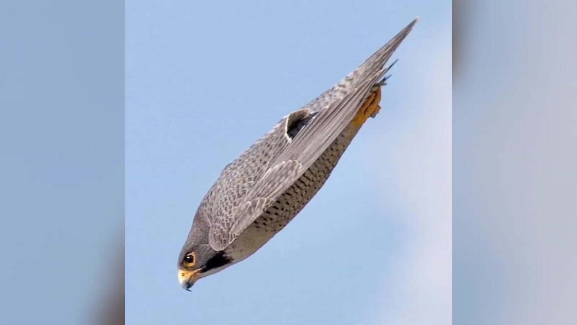 Video thumbnail for 240 MPH Hunter_ The Peregrine Falcon - World_s Fastest Animal