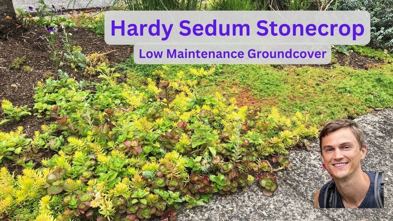 Video thumbnail for Great Groundcovers ! Hardy Sedum Update After 2 Years & How To Divide