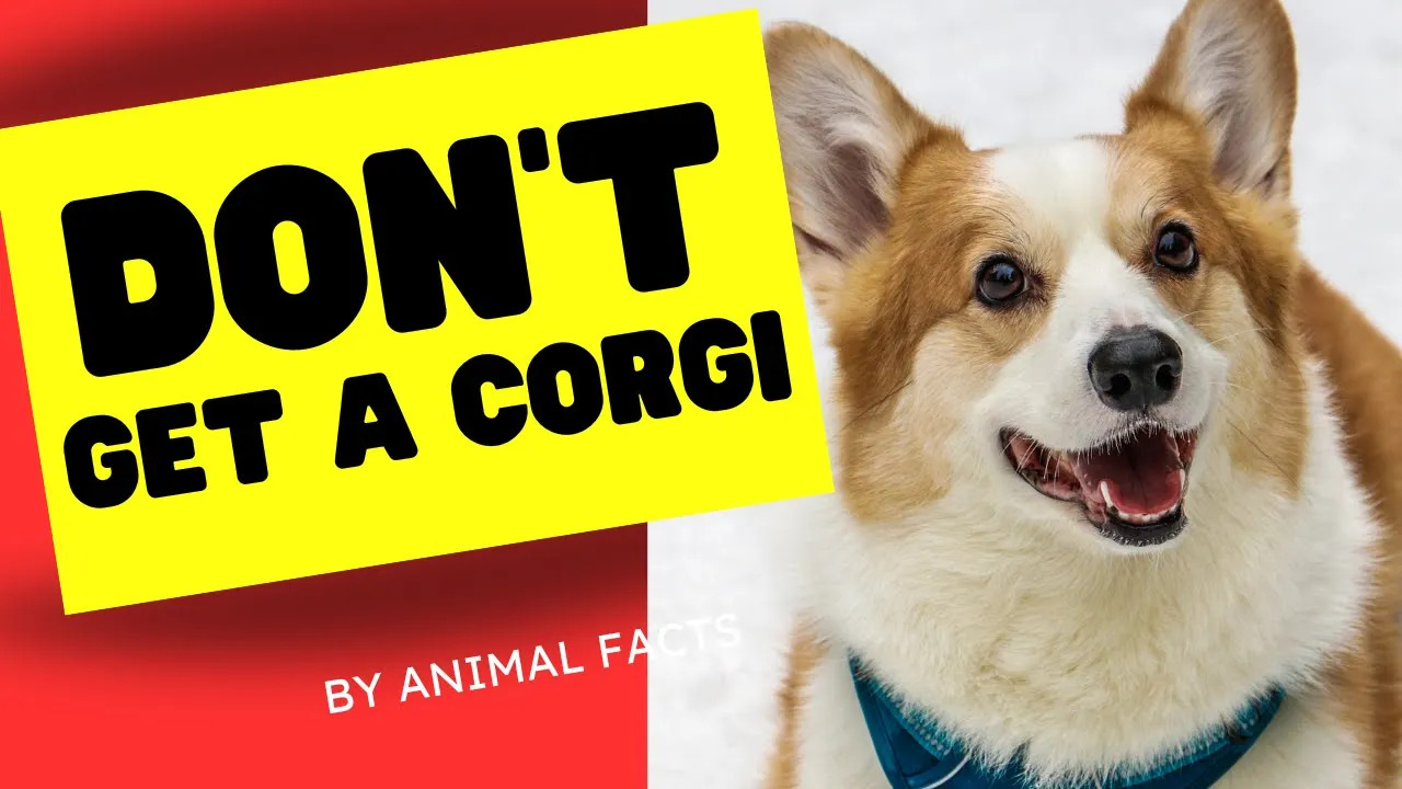 Video thumbnail for Top 5 Reasons NOT to Get a Corgi: Pros and Cons - 4k AI Remaster