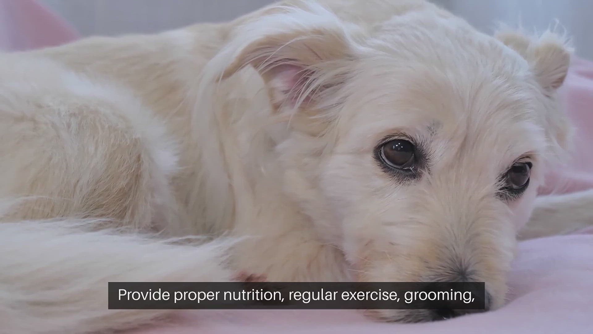 Video thumbnail for Adopting a Pet Your Responsibility