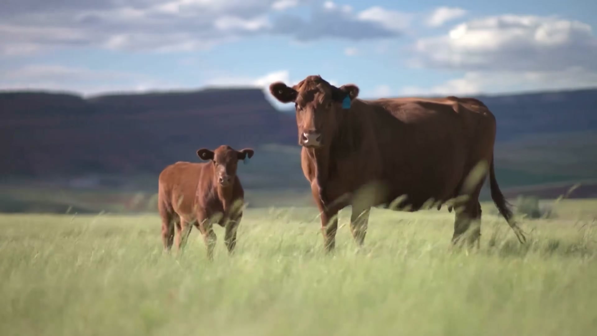 Video thumbnail for The Night We Couldn’t Leave Them Out There - Saving Cattle in an Epic Storm