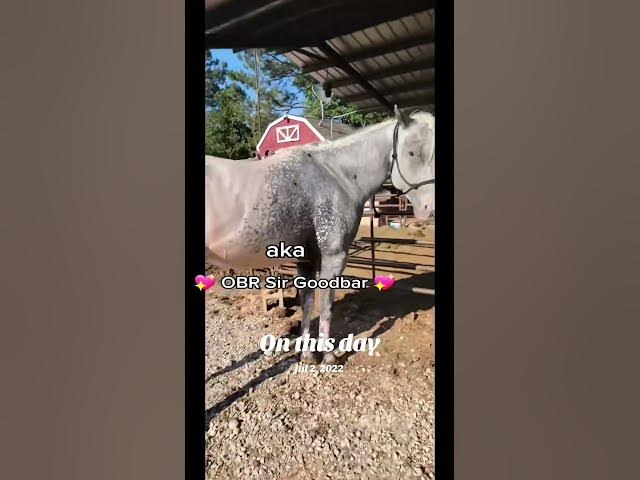 Video thumbnail for This 3 year old horse has me obsessed #horselife #poa #shorts