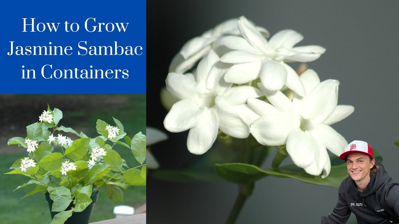 Video thumbnail for Jasmine Sambac / Pikake - How to Grow in Pots - Tutorial - Training - Indoors/Outdoors