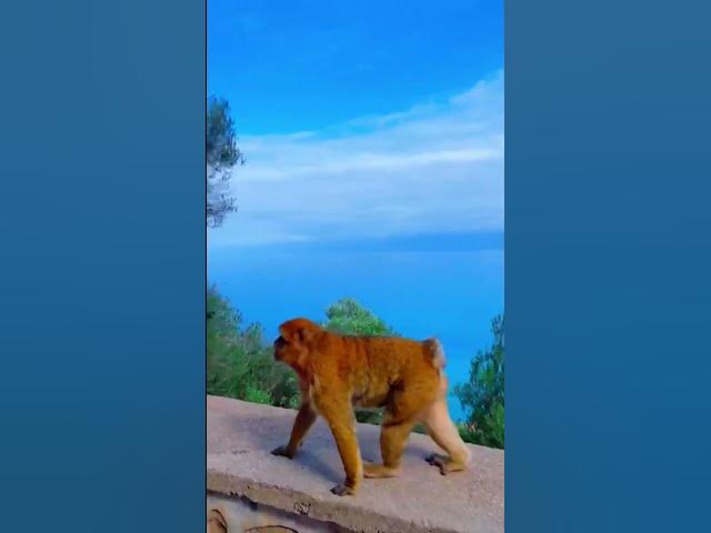 Video thumbnail for Sizce hangi ülkede bu maymunlar var? Hiç tahmin edemeyeceksiniz 😄