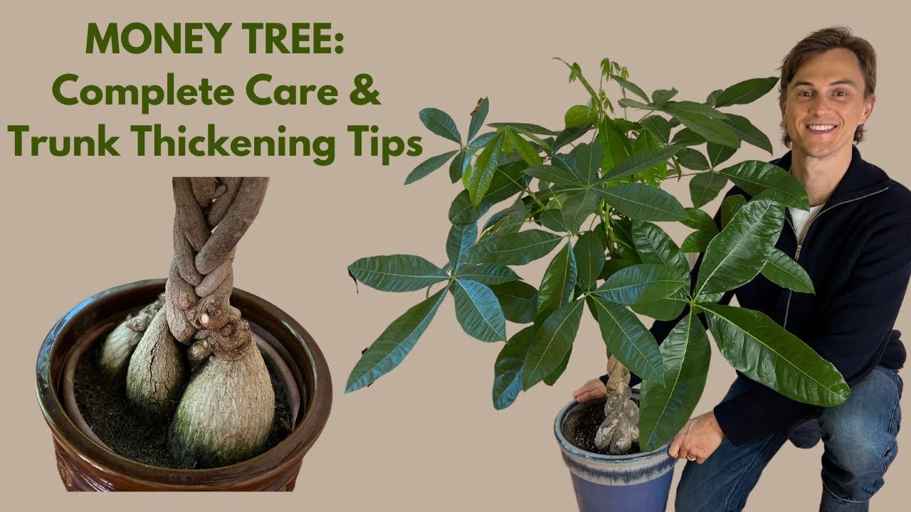 Video thumbnail for Money Tree: How to Grow, Trunk Thickening Techniques, & Braiding Tips (Pachira aquatica, P. glabra)