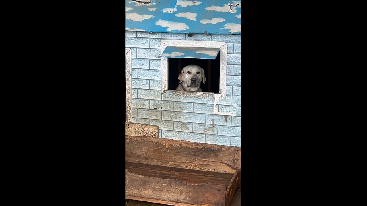 Video thumbnail for Dog Watches Owner from Doghouse on a Rainy Day in Fujian