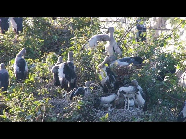 Video thumbnail for AMAZING IN LAKE SOIL LAND FOR BIRDS LIVE HERE ALOT Hours #100023