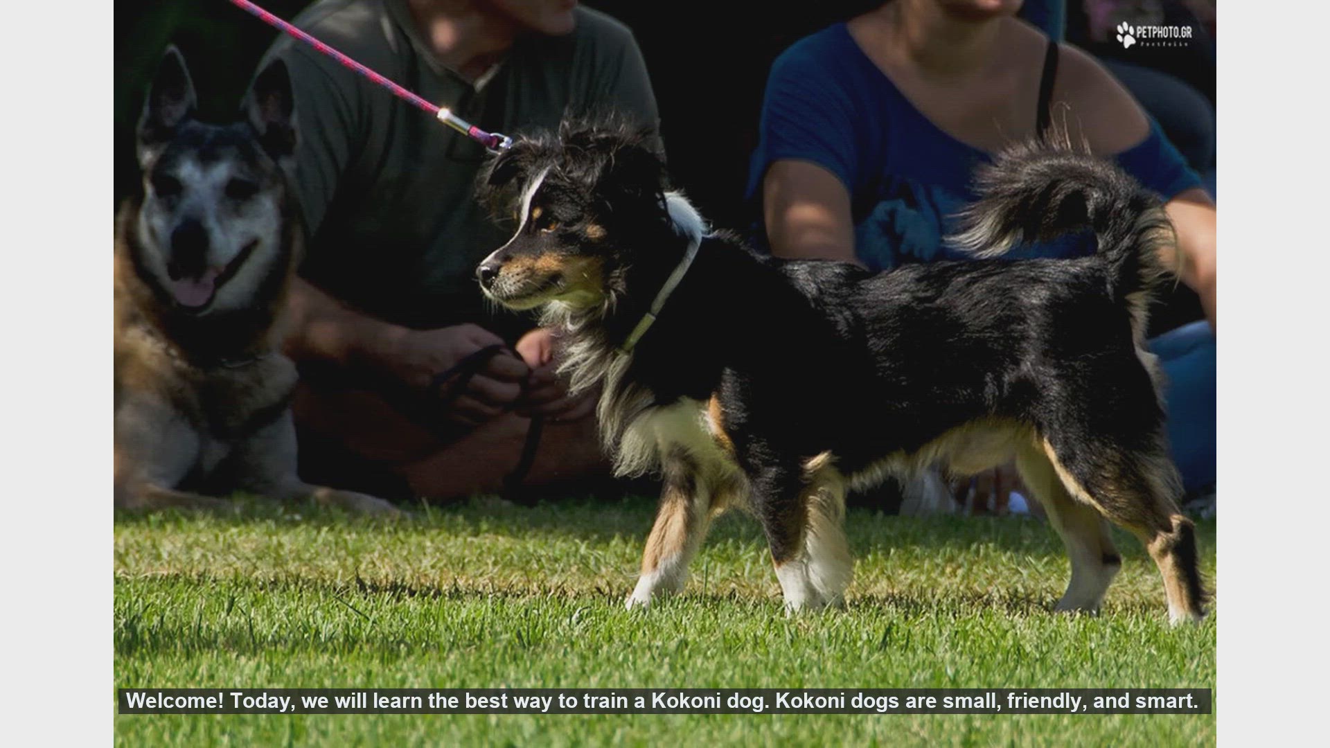 how-to-train-your-kokoni-dog-essential-tips-open-video