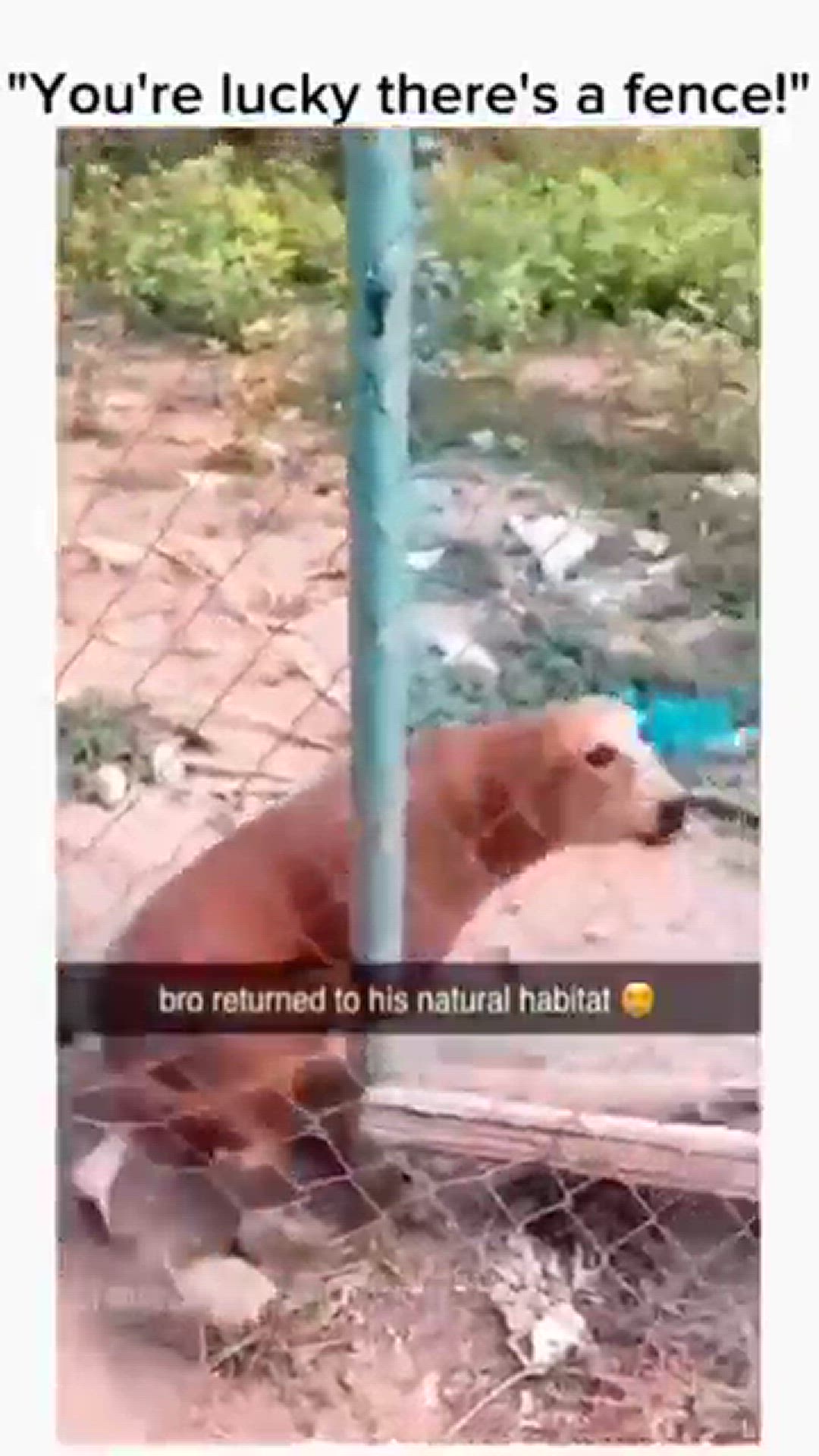 Video thumbnail for Funny Animals 2024 😂 - Funniest Cats and Dogs video 🐱 🐶 #shorts